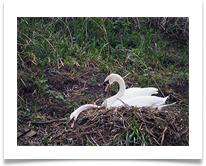 SWANS ON NEST - Steve Hodson